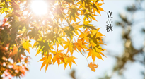 【節(jié)氣飲食】立秋將至，吃最合適的飲食，平穩(wěn)度過季節(jié)交替！